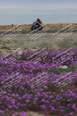 media/Jan-14-2023-SoCal Trackdays (Sat) [[497694156f]]/Turn 14 Exit Bloomig (145pm)/